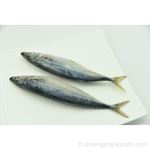 Fish maquerel Frozen Pacific 200-300g 300-500g Prix